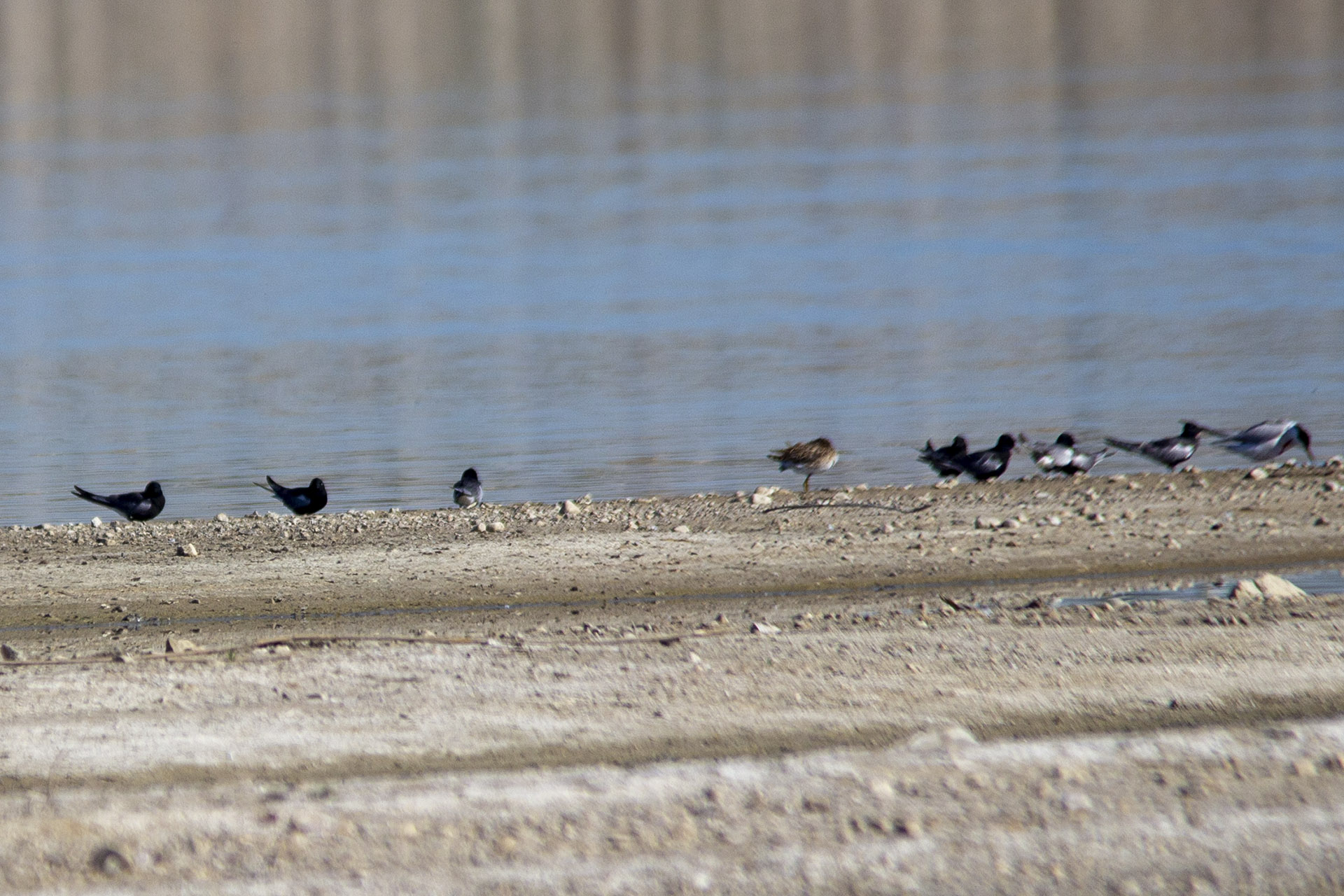 Black Tern